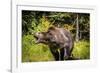 Grizzly Bear, Montana Wildlife-Yitzi Kessock-Framed Photographic Print