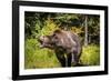 Grizzly Bear, Montana Wildlife-Yitzi Kessock-Framed Photographic Print