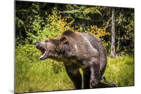 Grizzly Bear, Montana Wildlife-Yitzi Kessock-Mounted Photographic Print