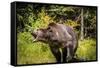 Grizzly Bear, Montana Wildlife-Yitzi Kessock-Framed Stretched Canvas