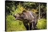 Grizzly Bear, Montana Wildlife-Yitzi Kessock-Stretched Canvas