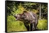 Grizzly Bear, Montana Wildlife-Yitzi Kessock-Framed Stretched Canvas