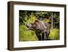 Grizzly Bear, Montana Wildlife-Yitzi Kessock-Framed Photographic Print