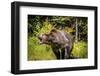 Grizzly Bear, Montana Wildlife-Yitzi Kessock-Framed Photographic Print