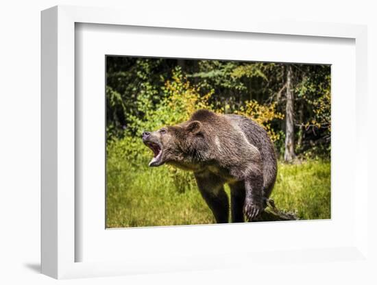 Grizzly Bear, Montana Wildlife-Yitzi Kessock-Framed Photographic Print