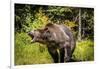 Grizzly Bear, Montana Wildlife-Yitzi Kessock-Framed Photographic Print