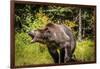 Grizzly Bear, Montana Wildlife-Yitzi Kessock-Framed Photographic Print