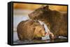 Grizzly Bear Mother and Two Year Old Eating Salmon-Paul Souders-Framed Stretched Canvas