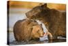 Grizzly Bear Mother and Two Year Old Eating Salmon-Paul Souders-Stretched Canvas