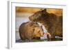 Grizzly Bear Mother and Two Year Old Eating Salmon-Paul Souders-Framed Photographic Print