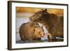 Grizzly Bear Mother and Two Year Old Eating Salmon-Paul Souders-Framed Photographic Print