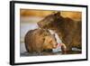 Grizzly Bear Mother and Two Year Old Eating Salmon-Paul Souders-Framed Photographic Print