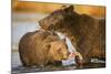 Grizzly Bear Mother and Two Year Old Eating Salmon-Paul Souders-Mounted Photographic Print