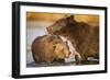 Grizzly Bear Mother and Two Year Old Eating Salmon-Paul Souders-Framed Photographic Print