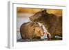 Grizzly Bear Mother and Two Year Old Eating Salmon-Paul Souders-Framed Photographic Print