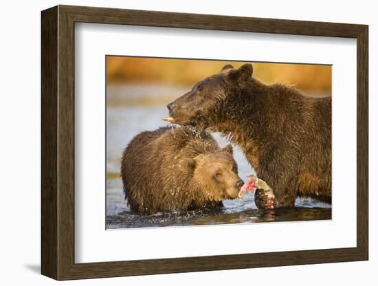 Grizzly Bear Mother and Two Year Old Eating Salmon-Paul Souders-Framed Photographic Print