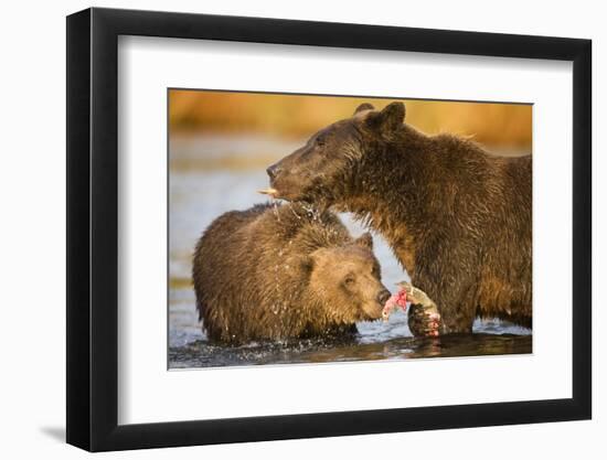 Grizzly Bear Mother and Two Year Old Eating Salmon-Paul Souders-Framed Photographic Print