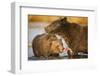 Grizzly Bear Mother and Two Year Old Eating Salmon-Paul Souders-Framed Photographic Print