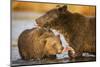 Grizzly Bear Mother and Two Year Old Eating Salmon-Paul Souders-Mounted Photographic Print