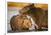 Grizzly Bear Mother and Two Year Old Eating Salmon-Paul Souders-Framed Photographic Print