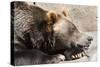 Grizzly Bear NCZ 17 2-Robert Michaud-Stretched Canvas