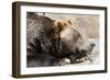 Grizzly Bear NCZ 17 2-Robert Michaud-Framed Giclee Print