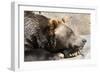 Grizzly Bear NCZ 17 2-Robert Michaud-Framed Giclee Print