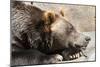 Grizzly Bear NCZ 17 2-Robert Michaud-Mounted Giclee Print