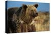 Grizzly Bear near Lake-W. Perry Conway-Stretched Canvas