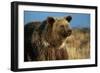 Grizzly Bear near Lake-W. Perry Conway-Framed Photographic Print