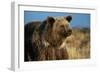 Grizzly Bear near Lake-W. Perry Conway-Framed Photographic Print