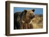 Grizzly Bear near Lake-W. Perry Conway-Framed Photographic Print