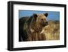 Grizzly Bear near Lake-W. Perry Conway-Framed Photographic Print