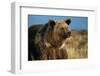 Grizzly Bear near Lake-W. Perry Conway-Framed Photographic Print