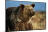 Grizzly Bear near Lake-W. Perry Conway-Mounted Photographic Print