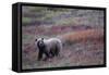 Grizzly Bear on Tundra Near Thorofare Pass-Paul Souders-Framed Stretched Canvas