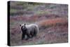 Grizzly Bear on Tundra Near Thorofare Pass-Paul Souders-Stretched Canvas