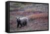 Grizzly Bear on Tundra Near Thorofare Pass-Paul Souders-Framed Stretched Canvas