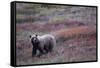 Grizzly Bear on Tundra Near Thorofare Pass-Paul Souders-Framed Stretched Canvas