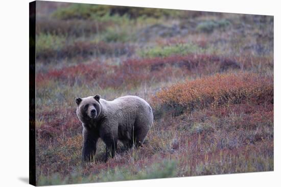 Grizzly Bear on Tundra Near Thorofare Pass-Paul Souders-Stretched Canvas