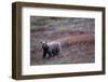 Grizzly Bear on Tundra Near Thorofare Pass-Paul Souders-Framed Photographic Print