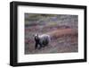 Grizzly Bear on Tundra Near Thorofare Pass-Paul Souders-Framed Photographic Print