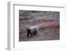 Grizzly Bear on Tundra Near Thorofare Pass-Paul Souders-Framed Photographic Print