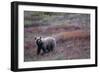 Grizzly Bear on Tundra Near Thorofare Pass-Paul Souders-Framed Photographic Print