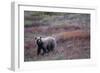 Grizzly Bear on Tundra Near Thorofare Pass-Paul Souders-Framed Photographic Print