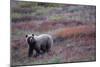 Grizzly Bear on Tundra Near Thorofare Pass-Paul Souders-Mounted Photographic Print
