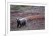 Grizzly Bear on Tundra Near Thorofare Pass-Paul Souders-Framed Photographic Print