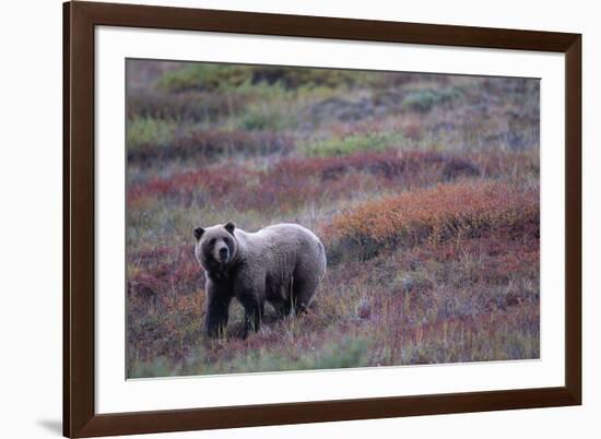 Grizzly Bear on Tundra Near Thorofare Pass-Paul Souders-Framed Photographic Print