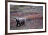 Grizzly Bear on Tundra Near Thorofare Pass-Paul Souders-Framed Photographic Print