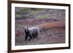 Grizzly Bear on Tundra Near Thorofare Pass-Paul Souders-Framed Photographic Print